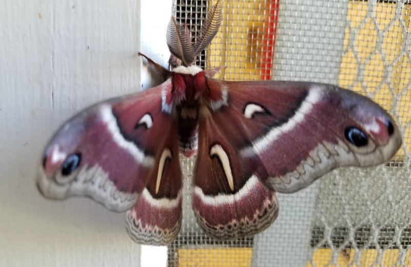 Moth at Prospect Historic Hotel Bed and Breakfast Inn - Motel and Dinner House.