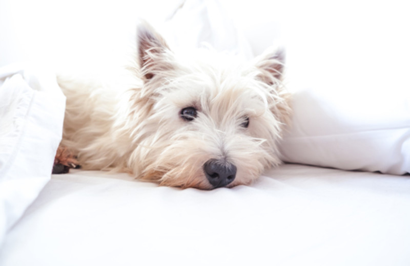 Pets welcome at Comfort Inn Fergus Falls.