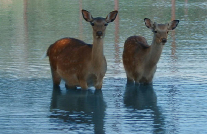 Deer enjoying a swim at The Exotic Resort Zoo.