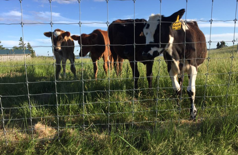 Cows at Rossport Lodging & Retreat.