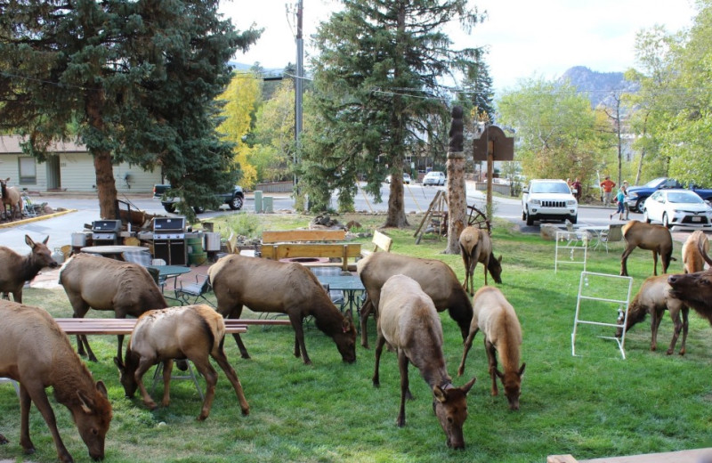 Elk at Misty Mountain Lodge.