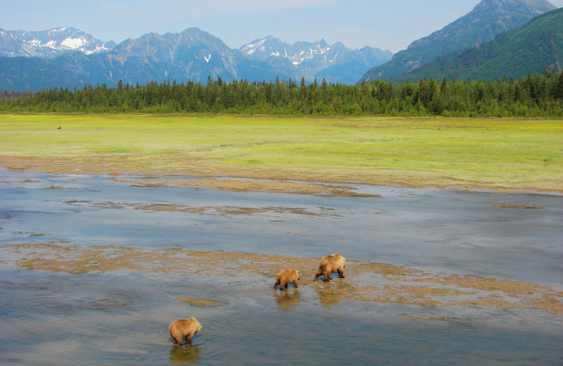 Bears at Great Alaska Adventure Lodge.