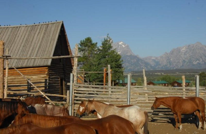 Horses at Triangle X Ranch.