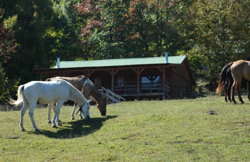 Cabin Exterior at Horseshoe Canyon Ranch