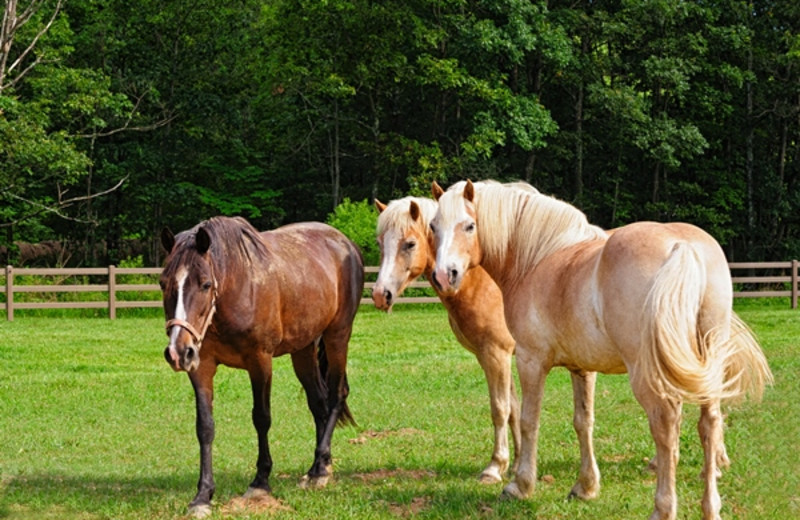 Horses at Creekside Resort.