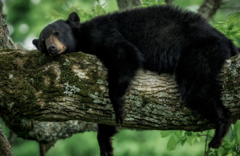 Bear at Under Canvas Great Smoky Mountains.