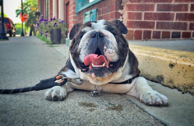 Pets welcome at Eagles on the River and Anderson House Hotel.