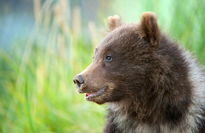 Bear at King Salmon Lodge.