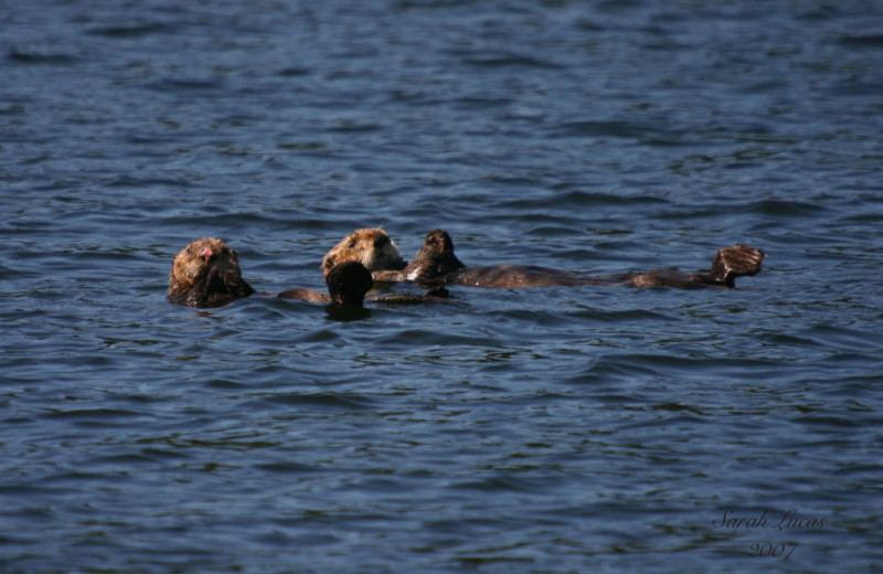 Otter at Afognak Wilderness Lodge.