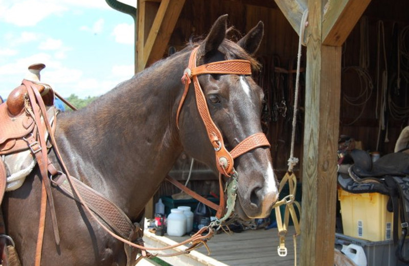 Horse at Rockin Z Ranch.