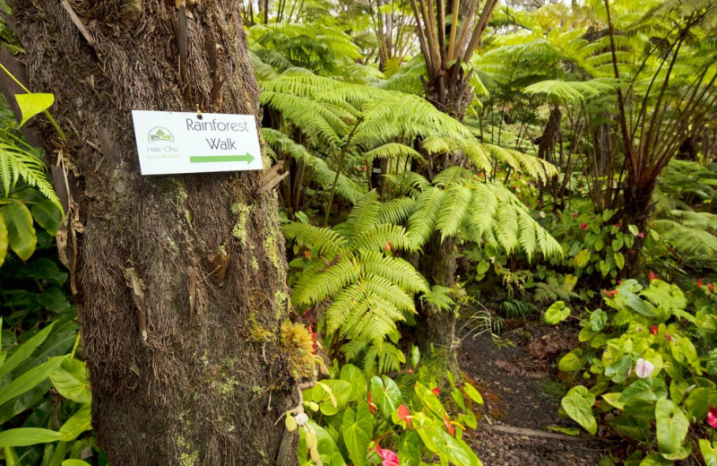 Walking path at Hale 'Ohu Bed & Breakfast.