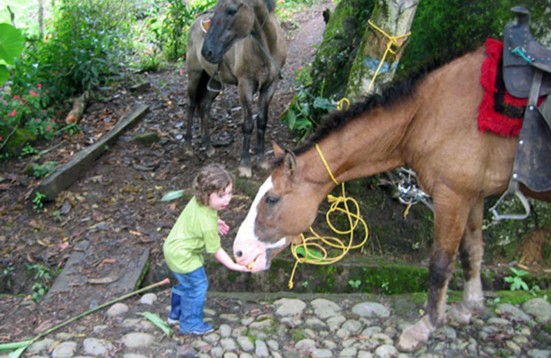 Horses at Hacienda Primavera Wilderness Ecolodge.