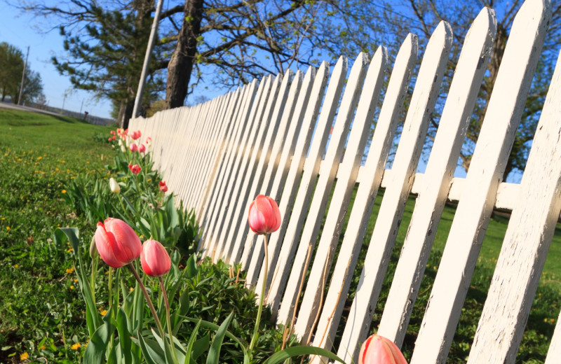 Picket fence and tulips at Costello's Irish Guest House.