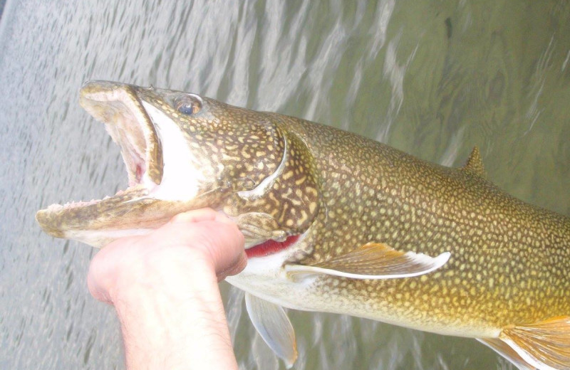 Fishing at Trout House Village Resort.