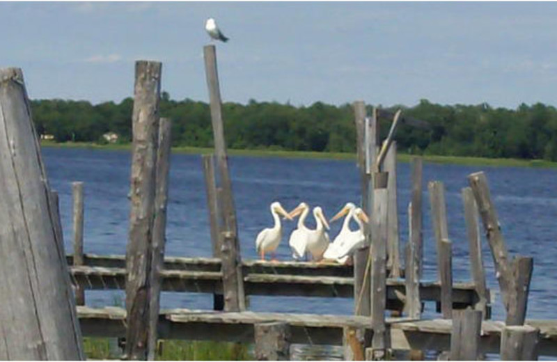 Lake view at Birchview Resort.
