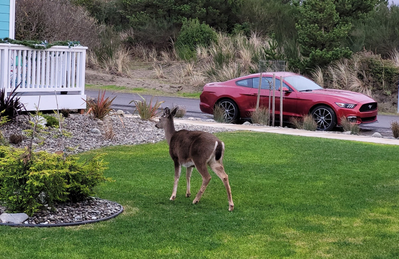 Deer at Oyhut Bay Seaside Village.