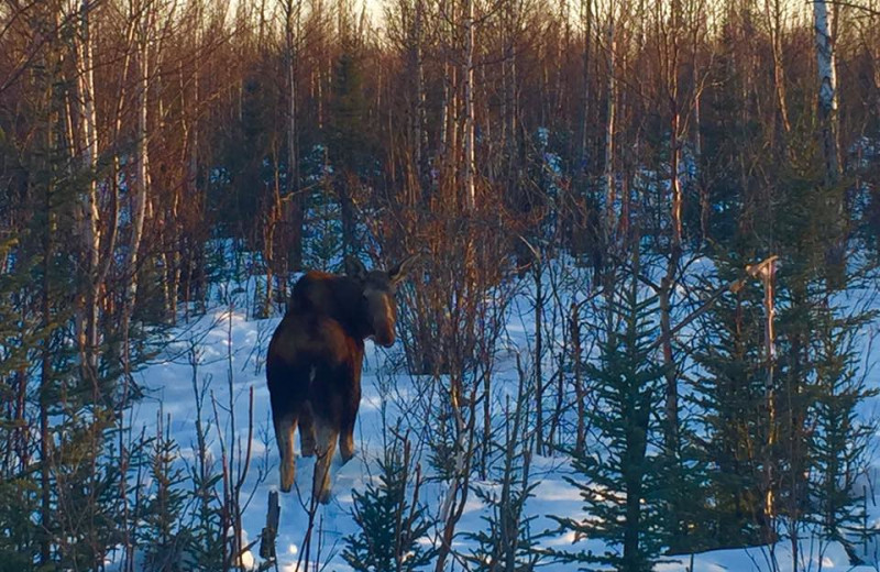 Moose at Creekside Lodge.