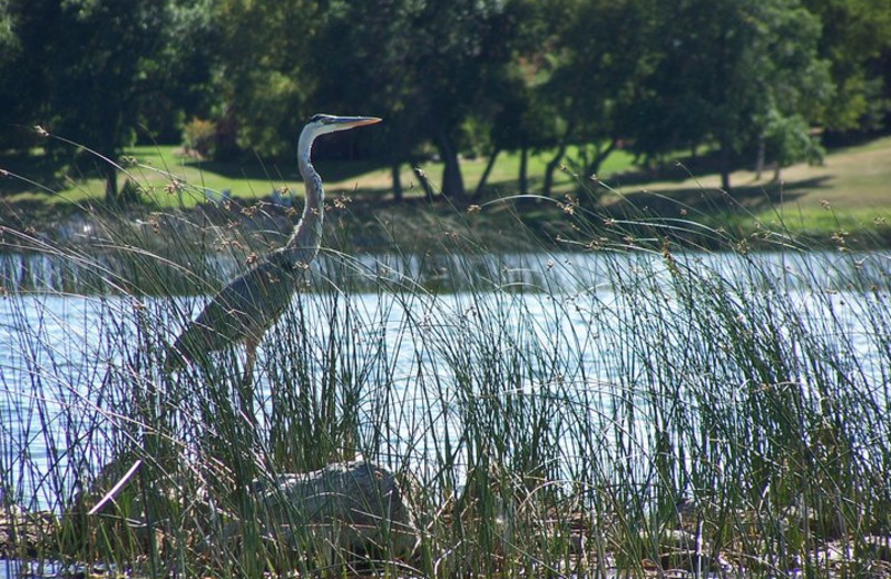 Great Blue Heron at Twin Lake Landing.