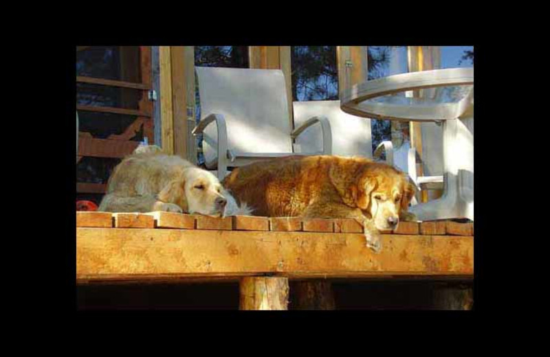 Pets welcome at Red Pine Wilderness Lodge.