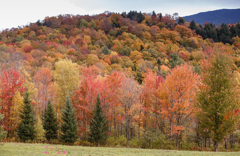 Soupcon - Stowe Country Homes