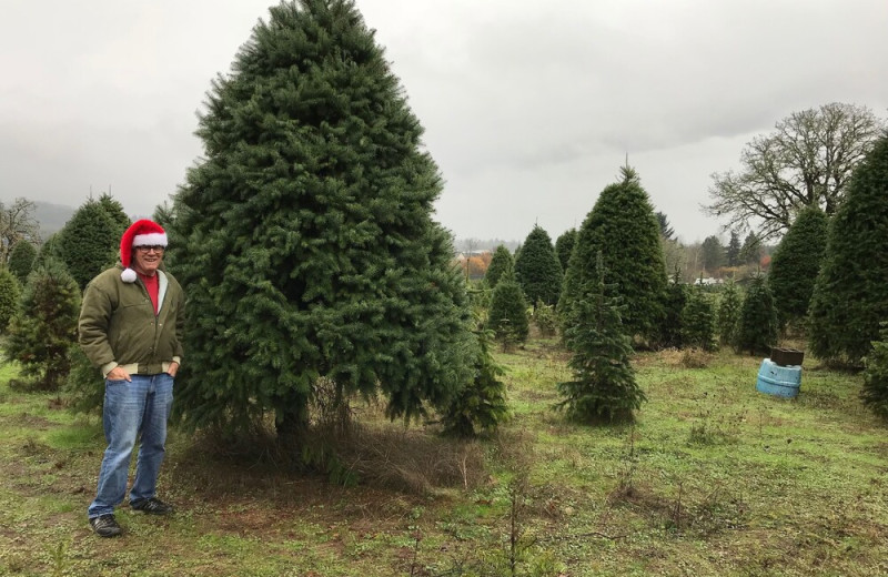 Christmas tree farm at Donovan’s Place.