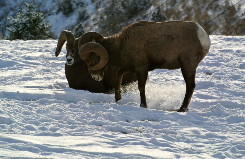 Wildlife at Bighorn Meadows Resort.