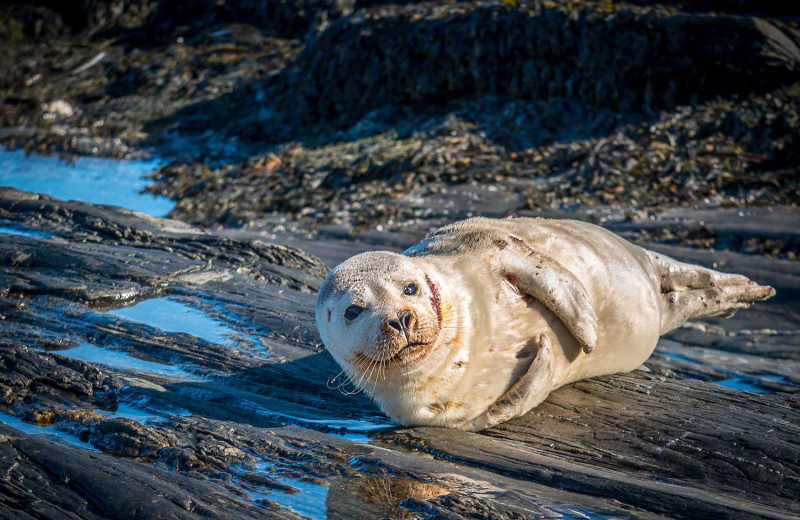 Seal at Boothbay Harbor Oceanside Golf Resort.