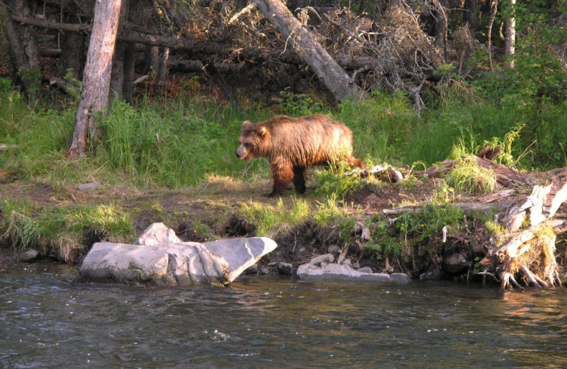 Bear at Kenai River Drifters Lodge.