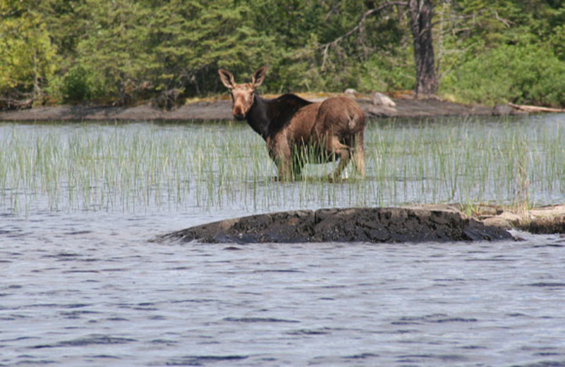 Wildlife at Country Camping and Cabins