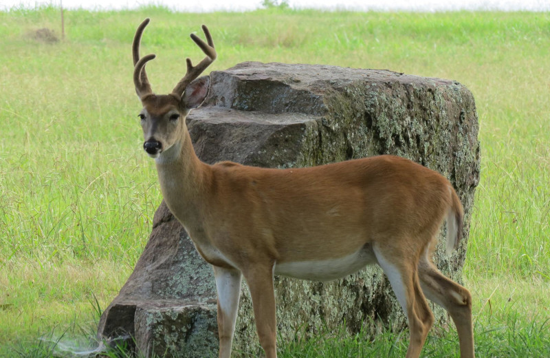 Deer at Stone Wind Retreat.