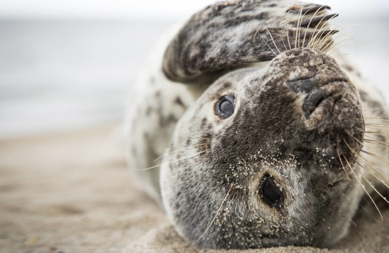 Seal at The Nantucket Hotel and Resort.