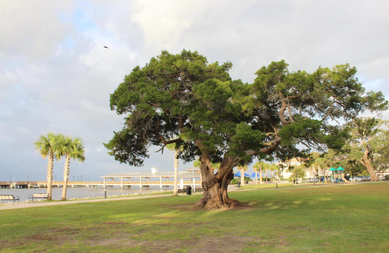 Grounds at Ocean Inn & Suites.