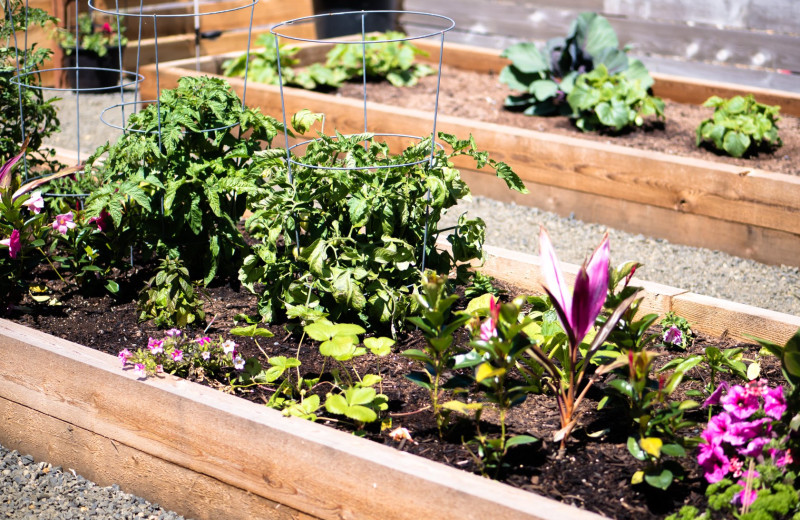 Community garden at Oyhut Bay Seaside Village.