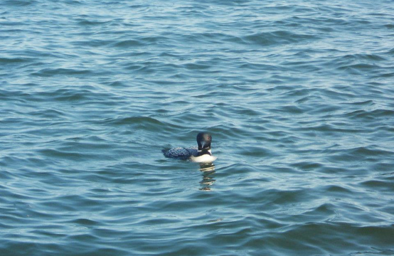 Loon on the lake at Anderson's Northland Lodge.