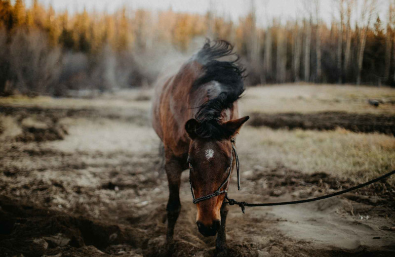 Horseback riding at Big Creek Lodge.