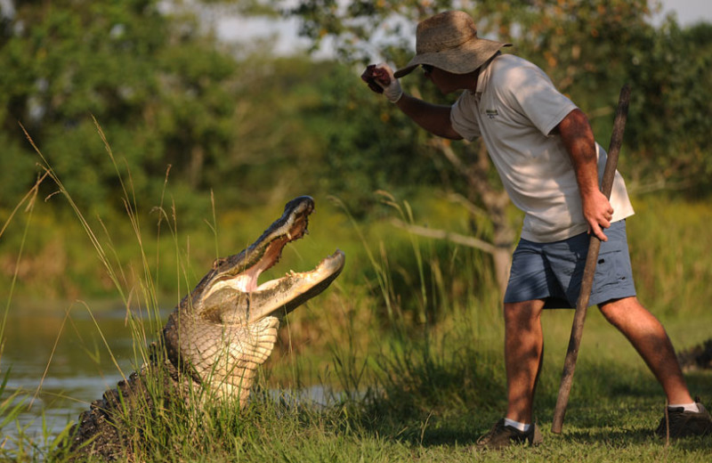 Gator park near Gulf Shores Rentals.
