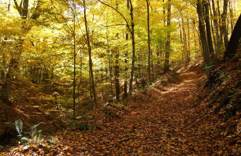 Forest at Creeks Crossing Cabins.