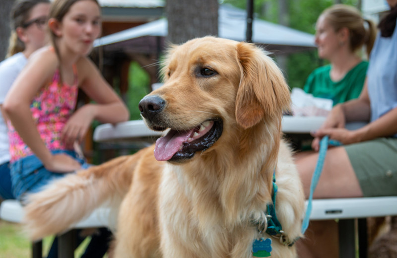 Pets welcome at Yogi Bear's Jellystone Park Clay's Resort.