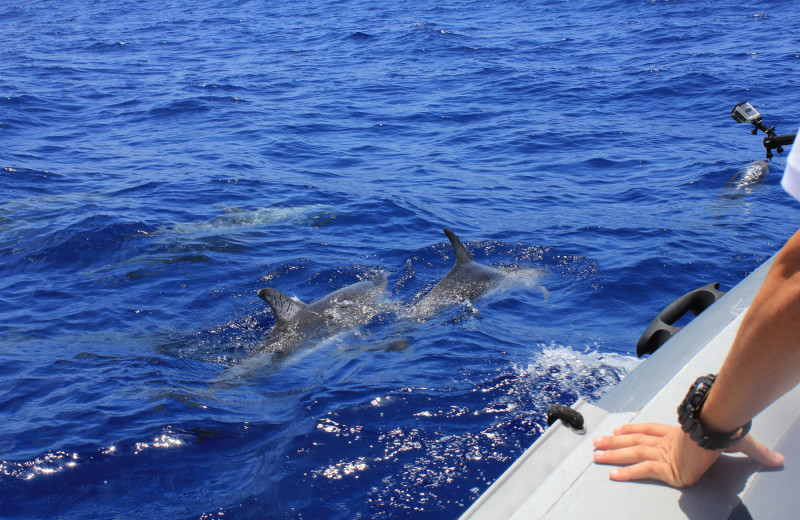 Dolphin watching near Marco Escapes.