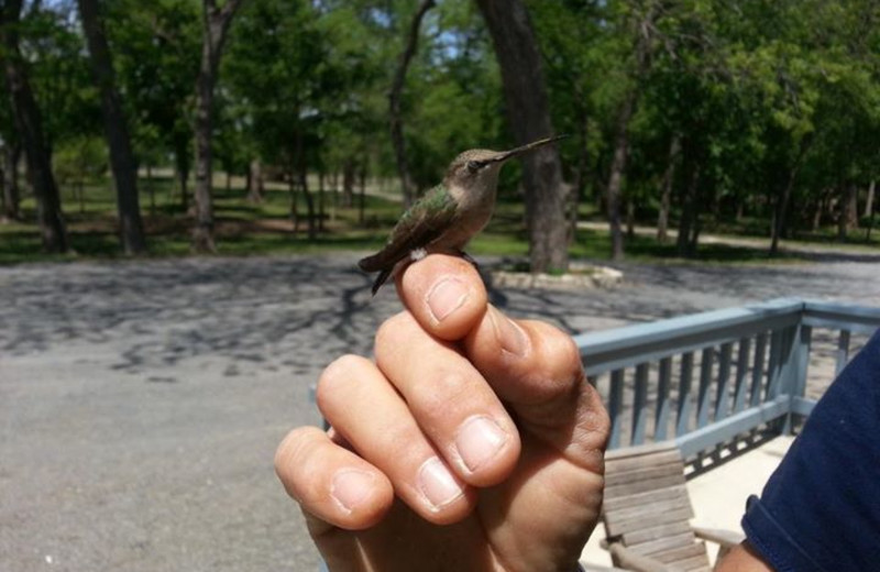 Hummingbird at Utopia on the River.