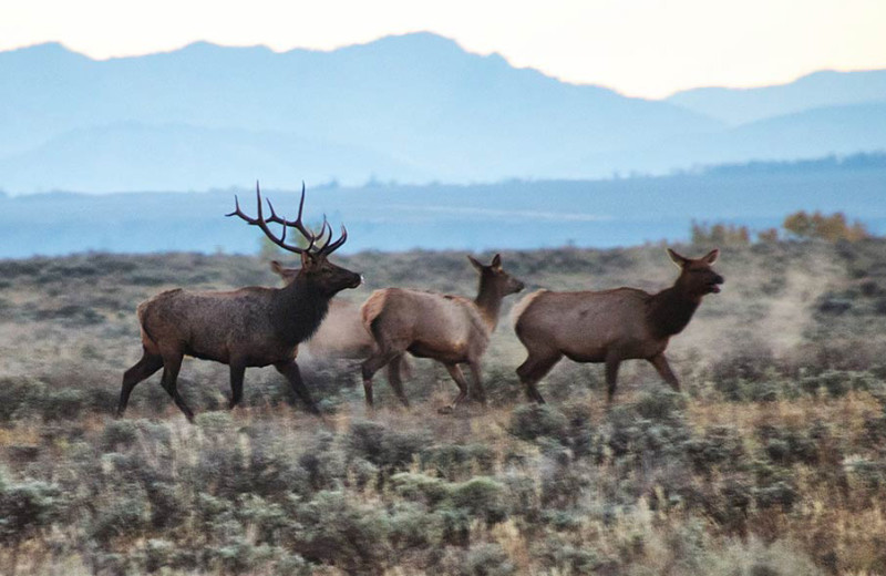 Elk at Triangle X Ranch.