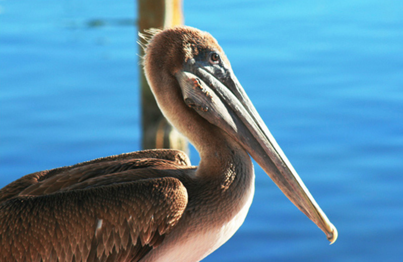 Local wildlife at Navarre Beach Campground.