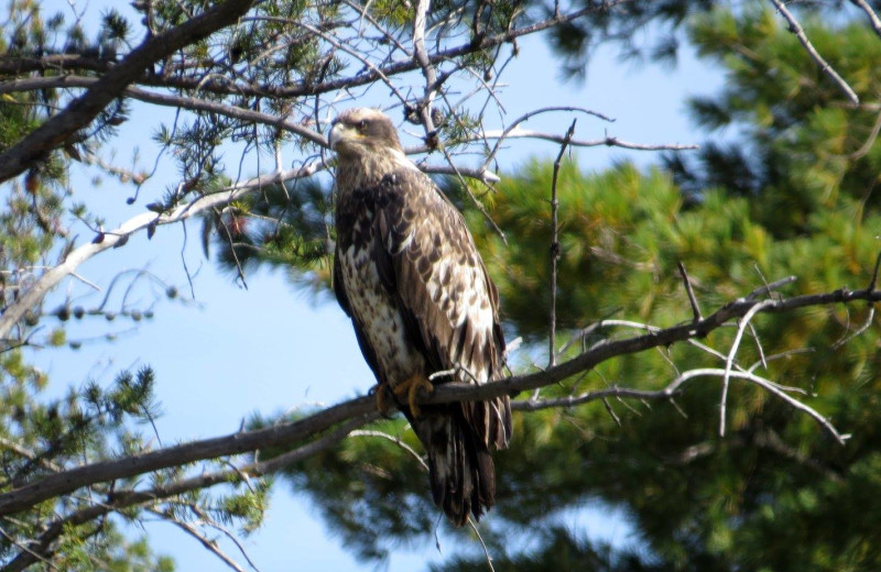 Bird at Bay Wolf Camp.