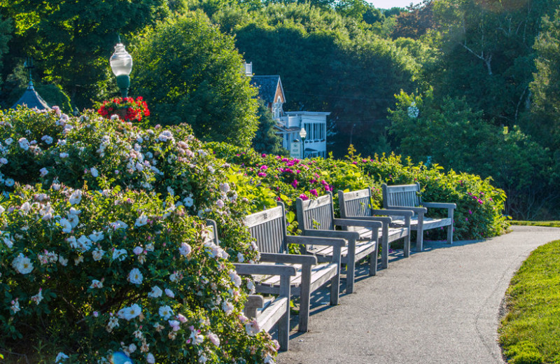 Garden at Mount Battie Motel.