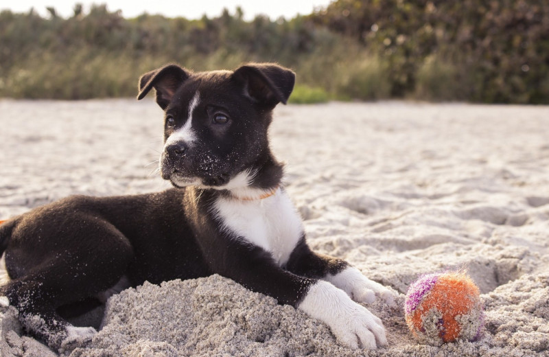 Pets welcome at Sandbridge Blue Vacation Rentals.