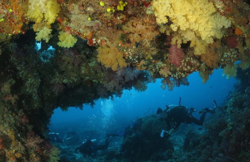 Diving at Dive Taveuni Resort.