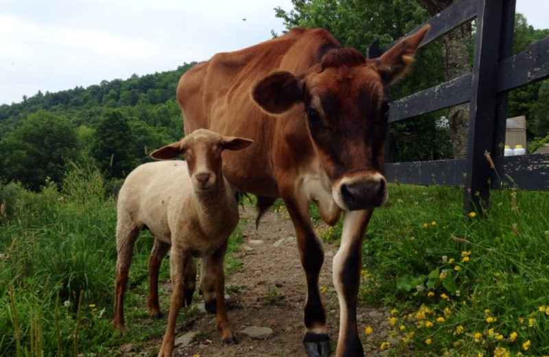 Cattle at The Vagabond Inn.