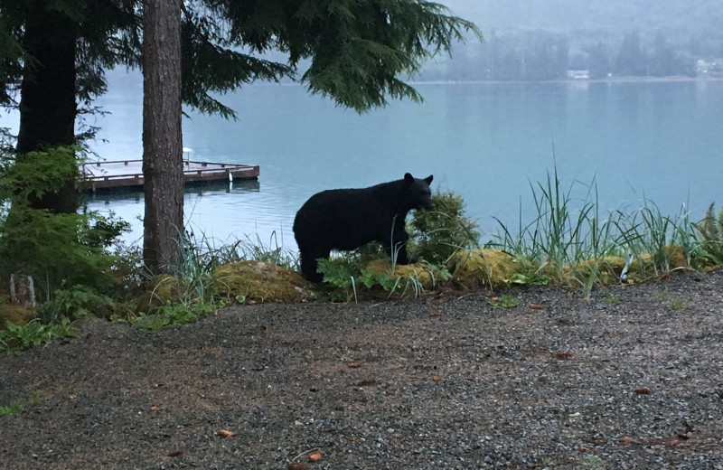 Bear at Screamin' Reels Lodge.