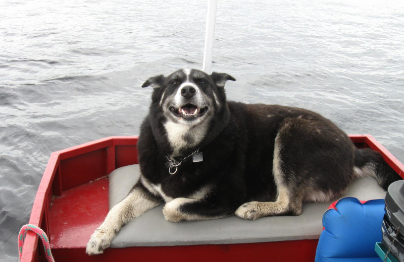 Pet friendly accommodations at Kinsey Houseboats.