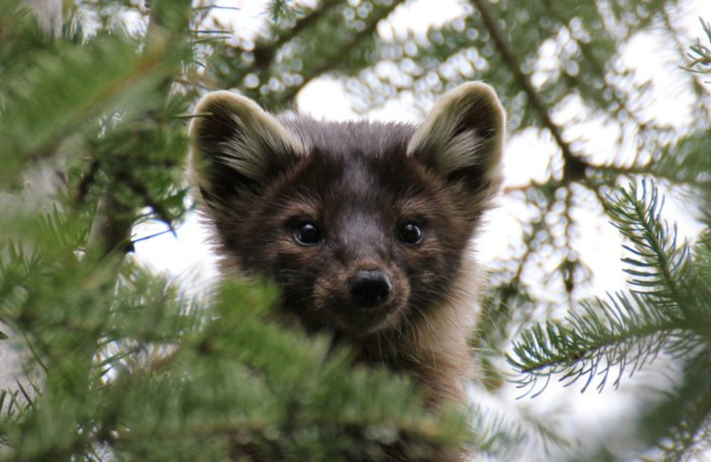 Wildlife at Golden Eagle Lodge.
